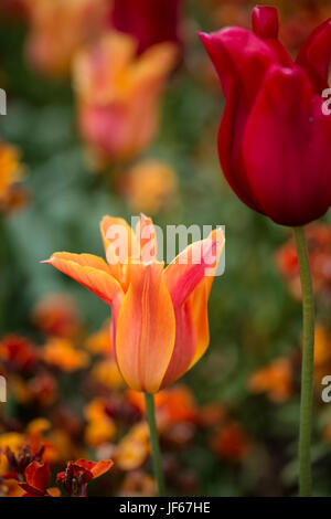 Incredibile la profondità di campo di una immagine di panorama di aiuola piena di tulipani in primavera Foto Stock