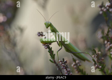 Mantis religiosa Foto Stock