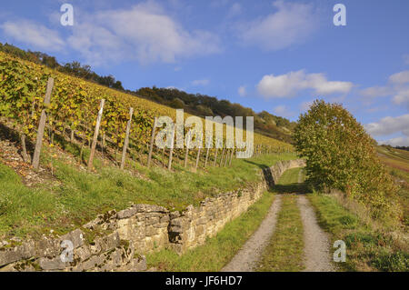 I vigneti di Ingelfingen, Germania Foto Stock