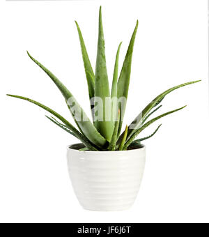 Fresco isolato Aloe vera pianta in un vaso con le sue succulenti foglie da cui le rilassanti sap utilizzato per la guarigione e scopi medicinali è derivato Foto Stock