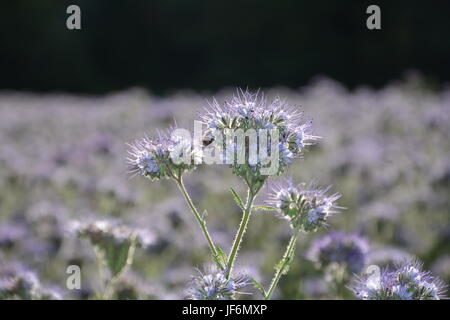 Phacelia blossoms ( scorpionweed, eliotropio , Boraginaceae, Kerneudikotyledonen ) nella luce posteriore Foto Stock