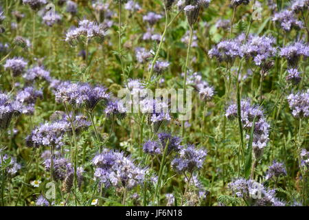 Phacelia blossoms ( scorpionweed, eliotropio , Boraginaceae, Kerneudikotyledonen ) sul campo Foto Stock