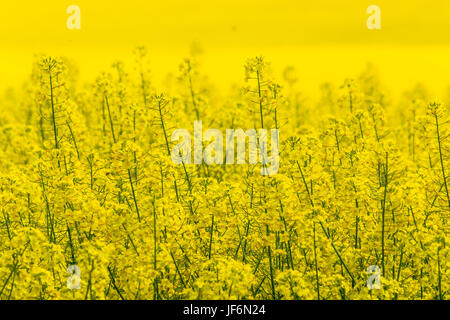 Blooming canola field con il blu del cielo Foto Stock