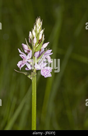 Avvistato comune-orchidea Dactylorhiza fuchsii Foto Stock