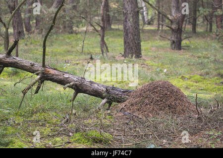 Red wood ant, formicaio, formica rufa Foto Stock