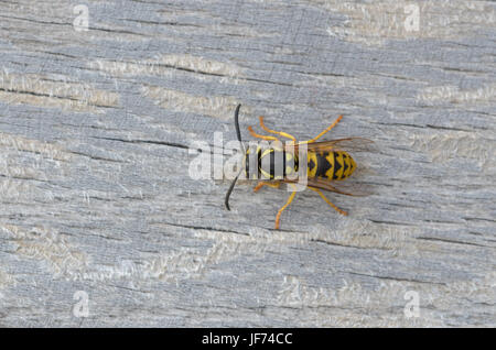 Il tedesco wasp, Vespula germanica Foto Stock