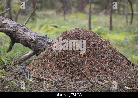 Red wood ant, formicaio, formica rufa Foto Stock