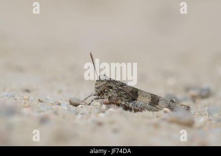 Blu-winged grasshopper, Oedipoda caerulescens Foto Stock