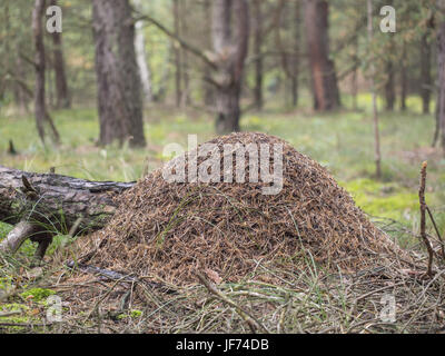 Red wood ant, formicaio, formica rufa Foto Stock