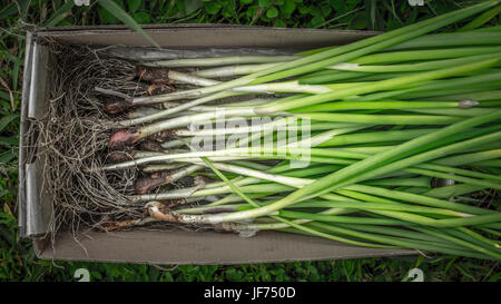 Le cipolle verdi nella casella Foto Stock