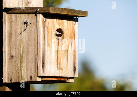 Birdhouse e nero capped Luisa, giovane bird, Vancouver BC Canada. Foto Stock