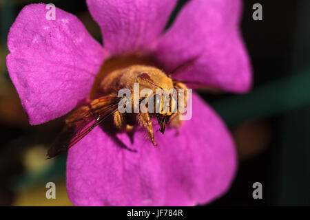 Di colore oro maschi Valle carpenter bee Foto Stock