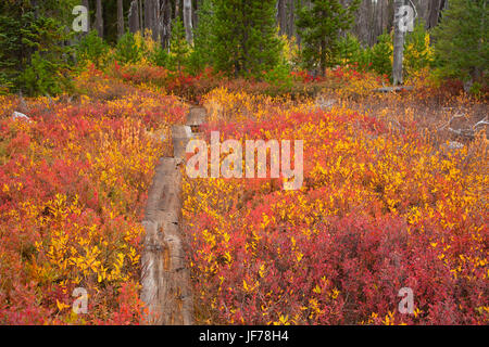 Monon Lago Trail in autunno, Ollalie Lake Scenic Area, Mt Hood National Forest, Oregon Foto Stock