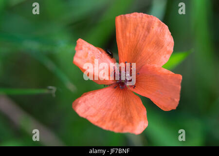 Fico d'india Papavero (Papaver argemone) fiore Foto Stock