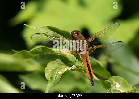 Femmina Chaser scarse (Libellula fulva) dragonfly crogiolarsi al sole sulla parte superiore di una boccola Foto Stock