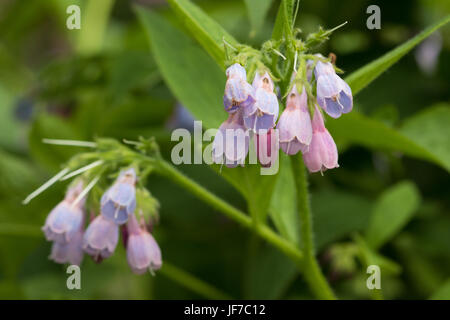 Comfrey russo (Symphytum x uplandicum) Fiori Foto Stock