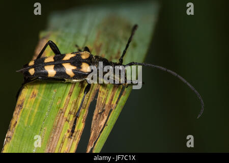 Quattro-vietato Longhorn-beetle (Leptura quadrifasciata) Foto Stock