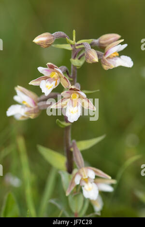 Elleborina palustre (Bergonii palustris) fiore Foto Stock