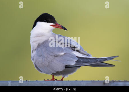 Tern comune (Sterna hirundo) arroccato su una recinzione Foto Stock