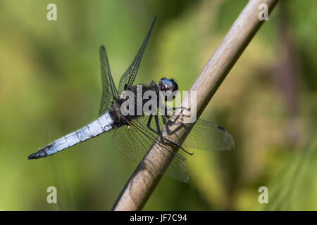 Scarse maschio Chaser (Libellula fulva) dragonfly appollaiato su una pianta morta stelo Foto Stock