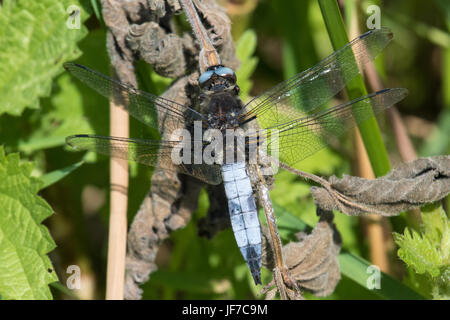 Scarse maschio Chaser (Libellula fulva) dragonfly appollaiato su una pianta morta stelo Foto Stock