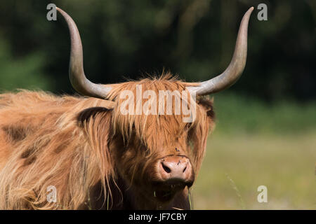 Colpo di testa di un altopiano di vacca (Bos taurus) Foto Stock