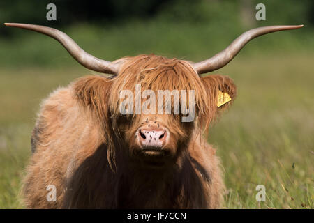 Colpo di testa di un altopiano di vacca (Bos taurus) Foto Stock