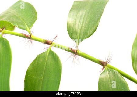 Piccola pianta bamboo su sfondo bianco Foto Stock