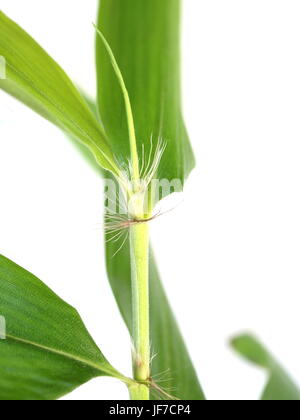 Piccola pianta bamboo su sfondo bianco Foto Stock