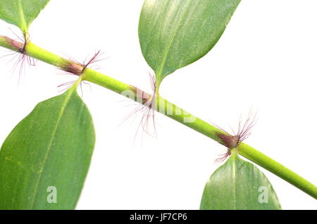 Piccola pianta bamboo su sfondo bianco Foto Stock