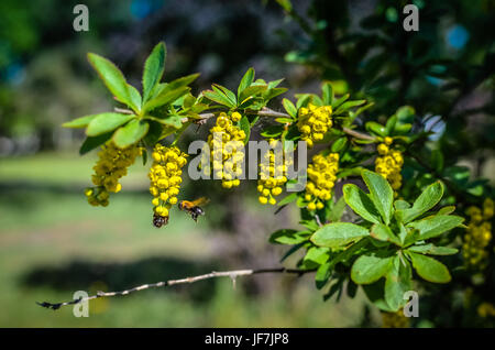 Ramo di fiori gialli di barberries Ilicifolia sulla boccola una fioritura crespino Foto Stock