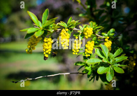 Ramo di fiori gialli di barberries Ilicifolia sulla boccola una fioritura crespino Foto Stock