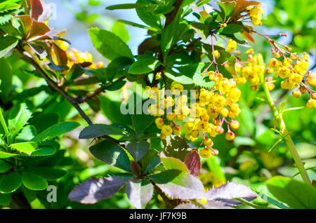 Ramo di fiori gialli di barberries Ilicifolia sulla boccola una fioritura crespino Foto Stock