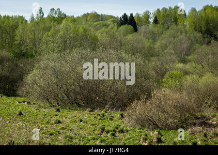 Inizio della primavera in Lettonia Foto Stock