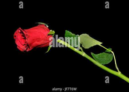 Rotture di una rosa rossa su uno sfondo nero Foto Stock