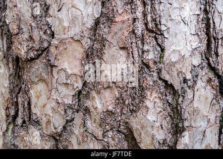 Struttura di corteccia di albero, modello di sfondo in formato paesaggio. Foto Stock