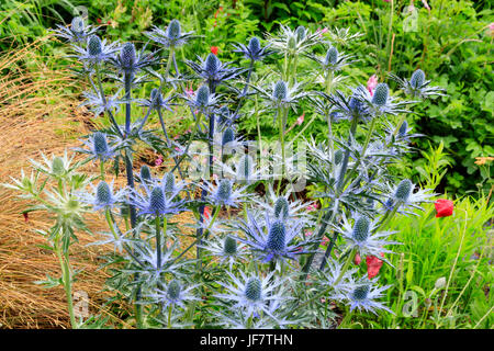 Ammassato in blu le teste dei fiori della fioritura estiva mare holly, Eryngium x zabelii 'Big Blue' Foto Stock