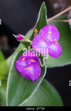 Viola fiori estivi della finitura lucida lasciava perenni, Tradescantia crassifolia Foto Stock