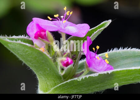 Viola fiori estivi della finitura lucida lasciava perenni, Tradescantia crassifolia Foto Stock