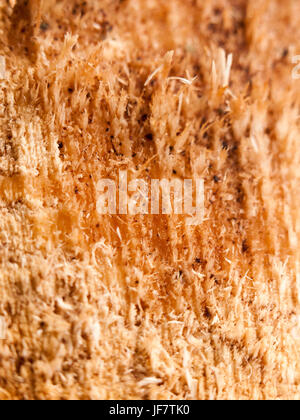 Caldo e arancione marrone legno texture di superficie close up Foto Stock