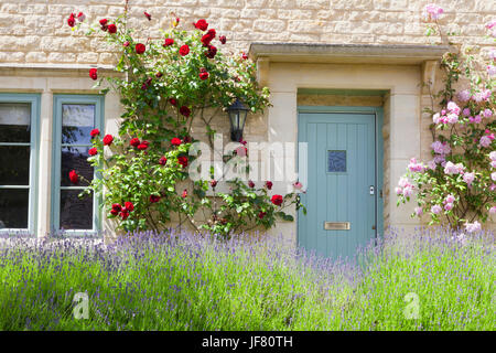 Azzurro di porte in legno in un tradizionale vecchio inglese cottage in pietra circondato da arrampicata rosso e rosa rose , con la fioritura di lavanda in fronte. Foto Stock