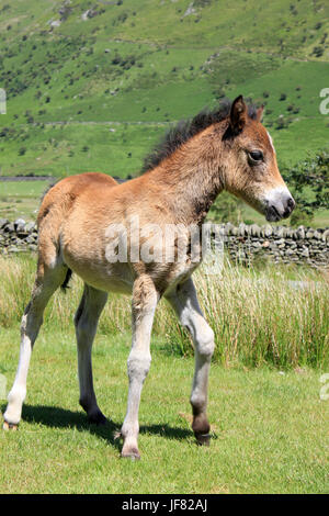 Welsh Mountain Pony puledro in Nant Ffrancon Valley, Snowdonia, Galles Foto Stock