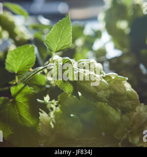 Verde di coni di luppolo su un vecchio sfondo di legno. Foto Stock