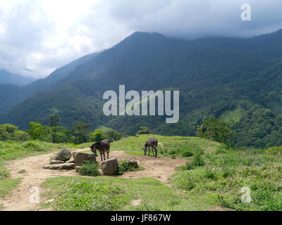 Il trek per la città perduta, Sierra Nevada, Colombia, muli in appoggio Foto Stock