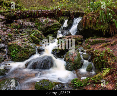 Una piccola cascata nella foresta di pioggia Foto Stock