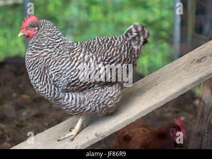 Un Plymouth Rock hen cammina giù la sua rampa in un pollaio in una fattoria nella campagna del Maryland. Foto Stock