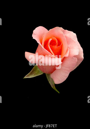 Colore rosa è aumentato Foto Stock