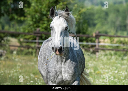 Ritratto di Gypsy Cob a canter Foto Stock