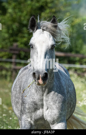 Ritratto di Gypsy Cob a canter Foto Stock