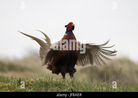 Visualizzazione di coniglio Foto Stock